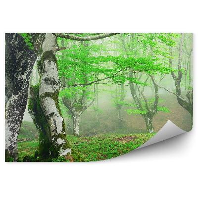 Fototapeta na ścianę Brzozy omszone wiosna zamglony las