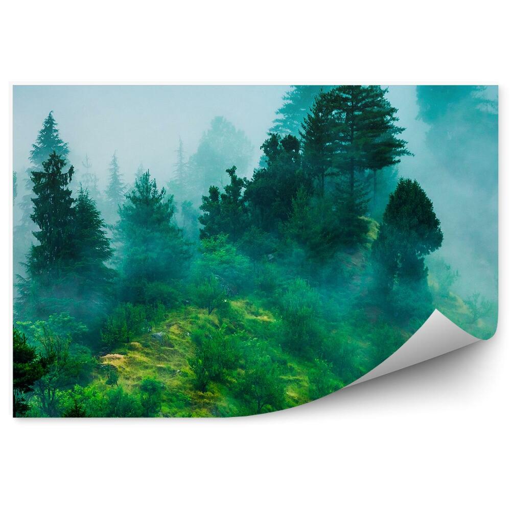 Okleina ścienna Zielony las krzewy polana gęsta mgła