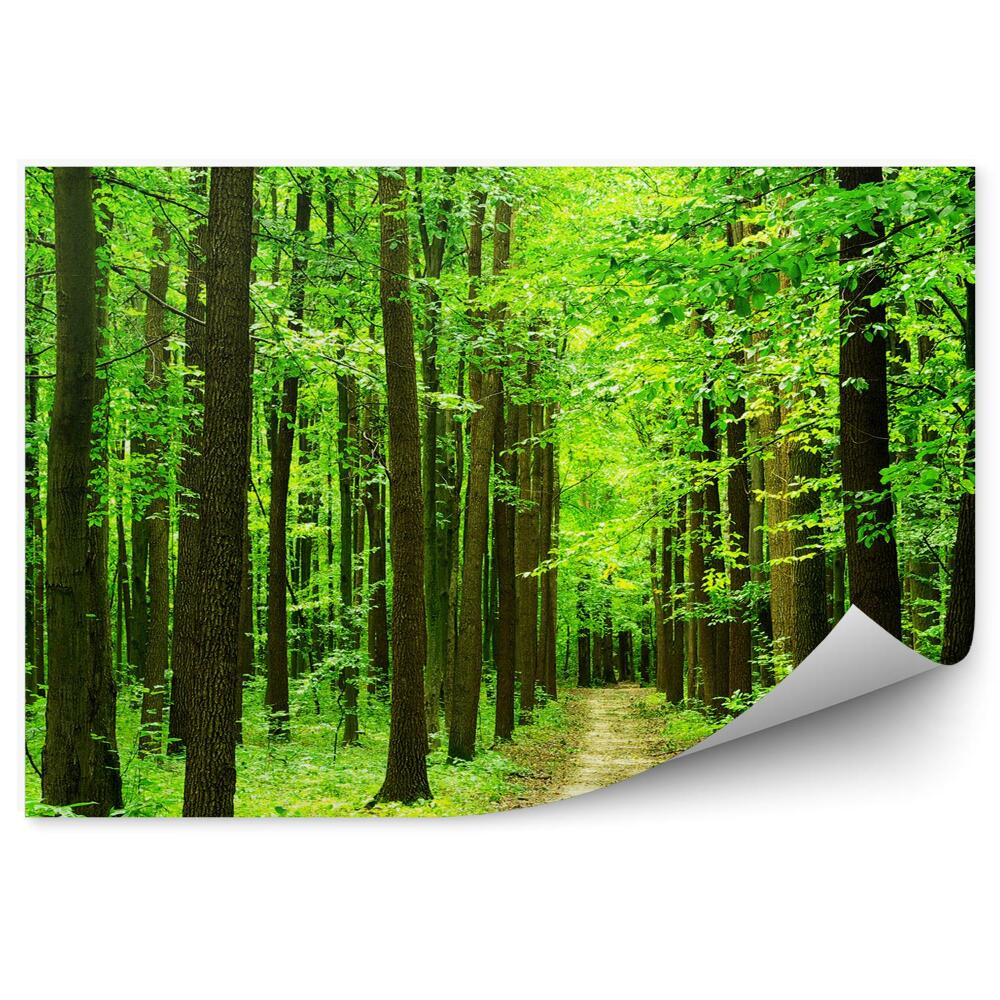 Fototapeta na ścianę Lato intensywnie zielone drzewa ścieżka