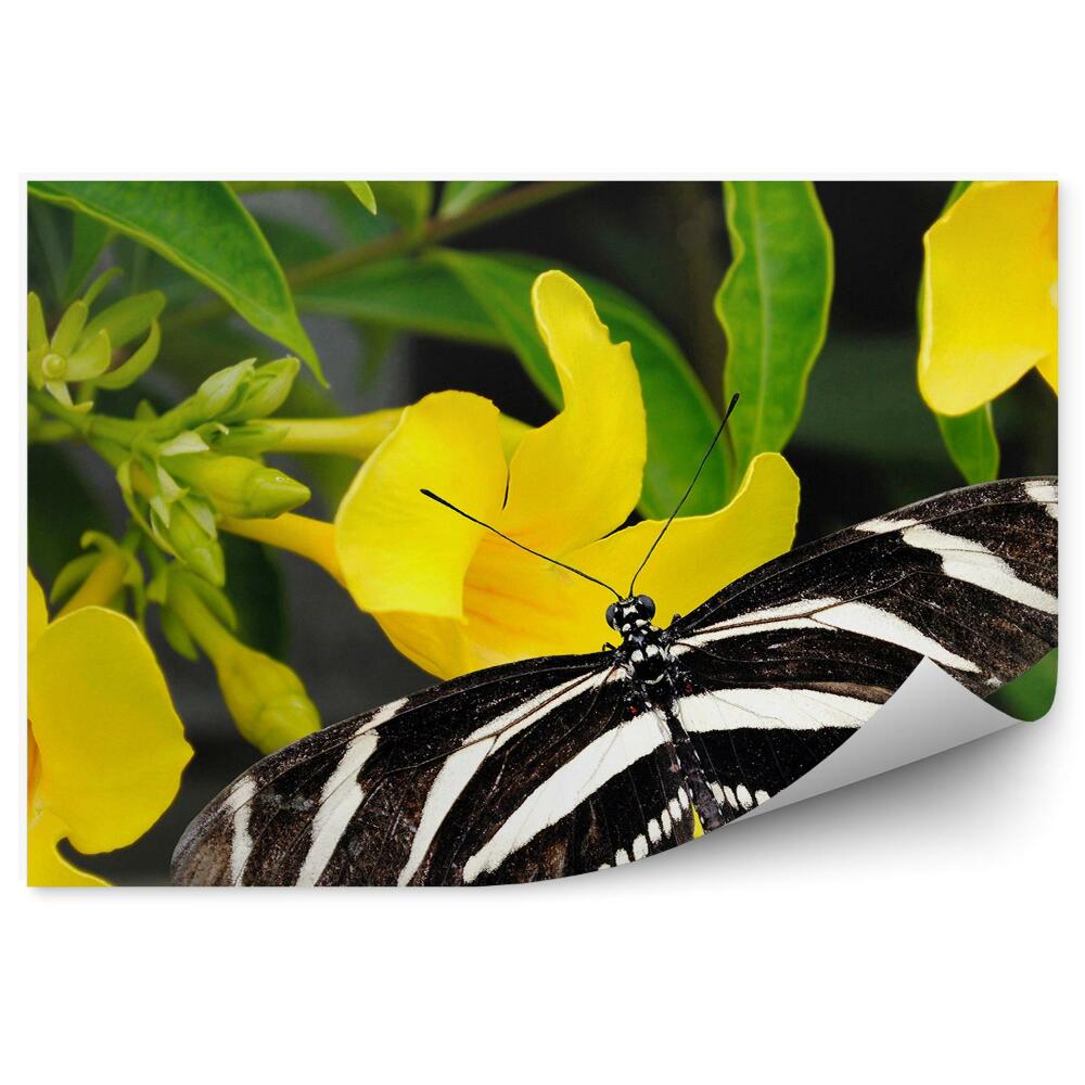 Fototapeta Czarny motyl zebra żółte kwiaty