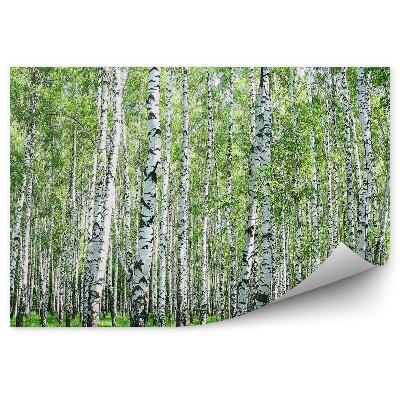 Okleina ścienna Las brzozowy trawa