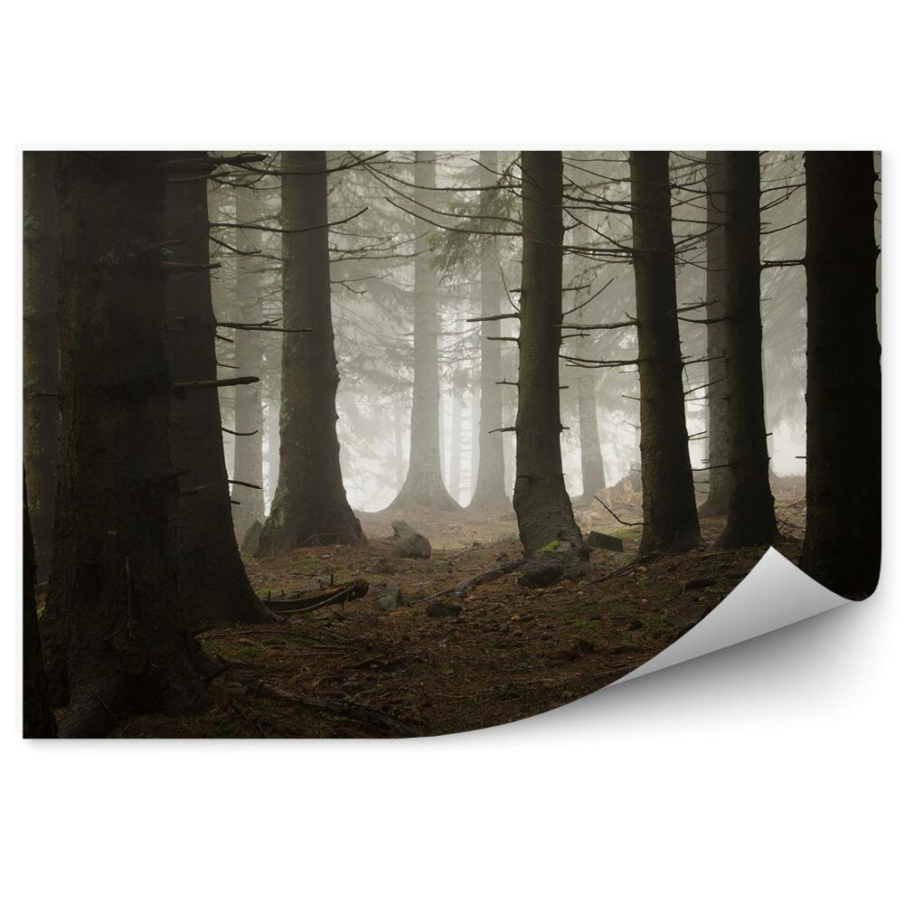 Fototapeta na ścianę Ciemny las sosnowy mgła jesień