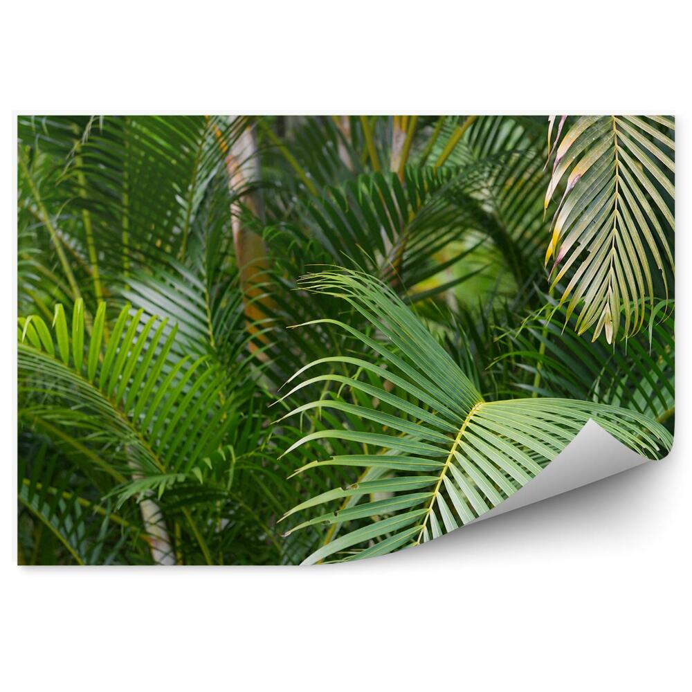 Fototapeta na ścianę Palma liście tropikalny las