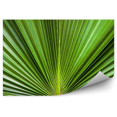 Fototapeta na ścianę Zielony liść rozłożysty egzotyczny