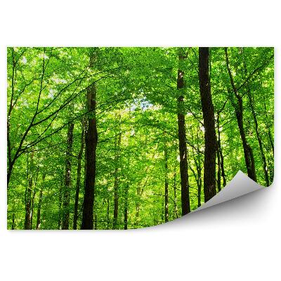 Fototapeta na ścianę Las drzewa perspektywa od dołu światło