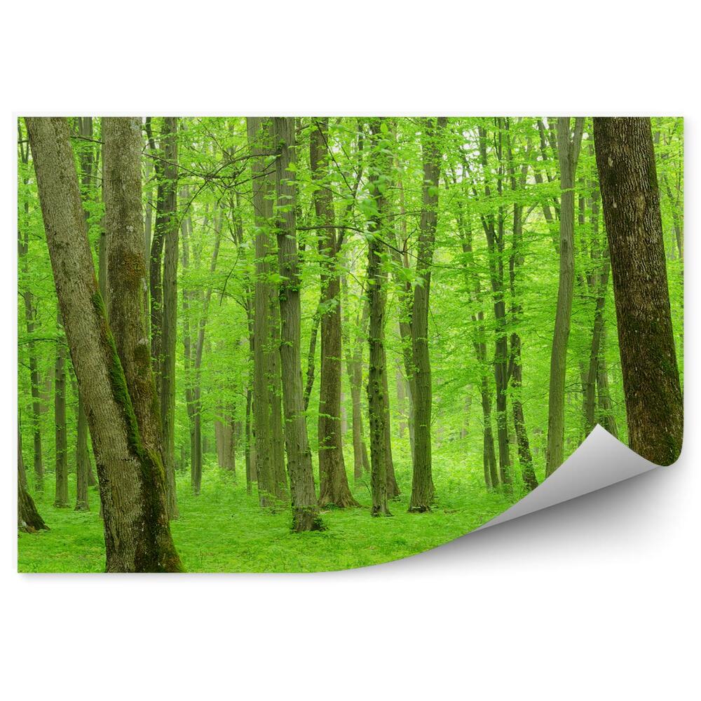 Fototapeta na ścianę Soczyście zielony las drzewa natura