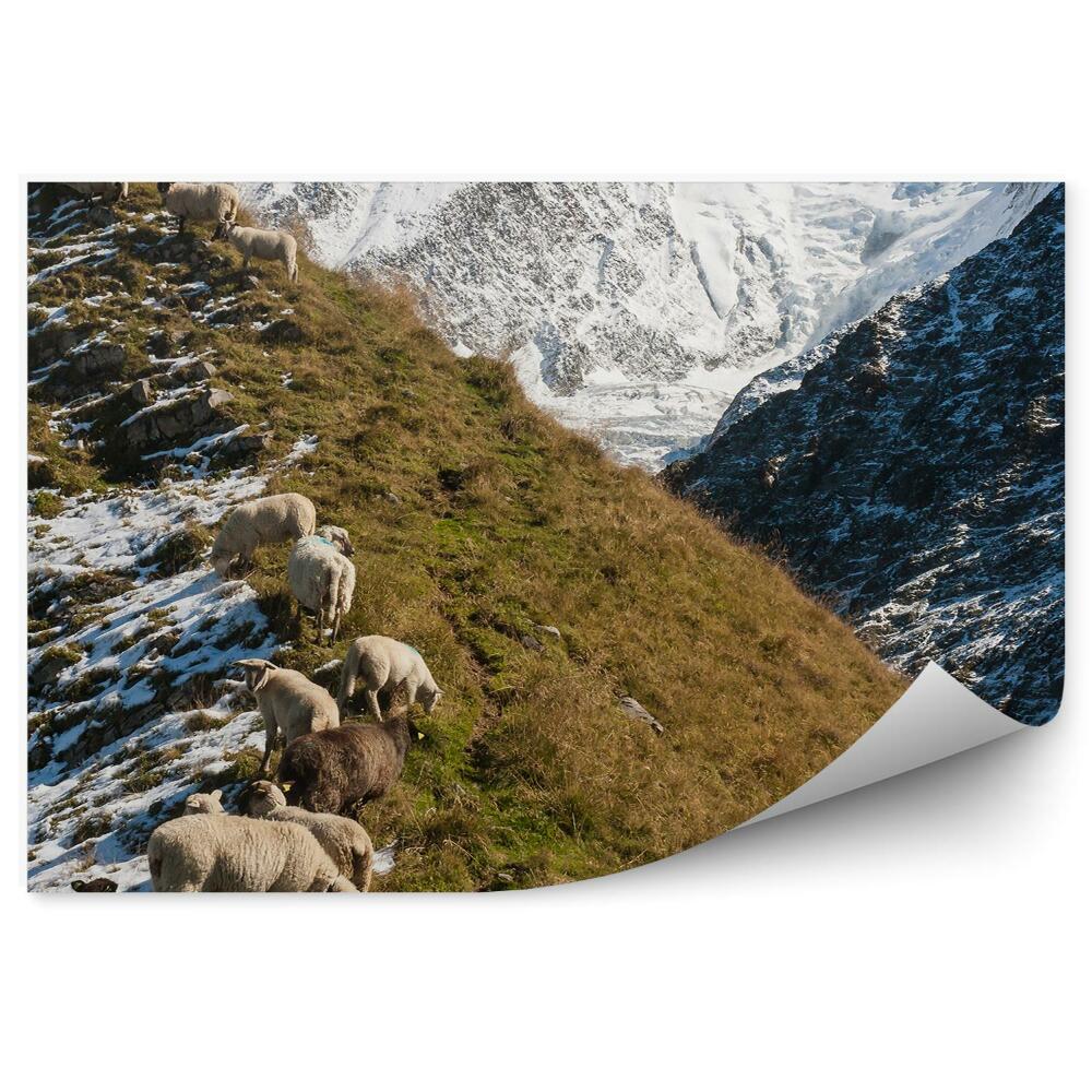 Okleina na ścianę Stado owiec stok alpy francuskie zima śnieg
