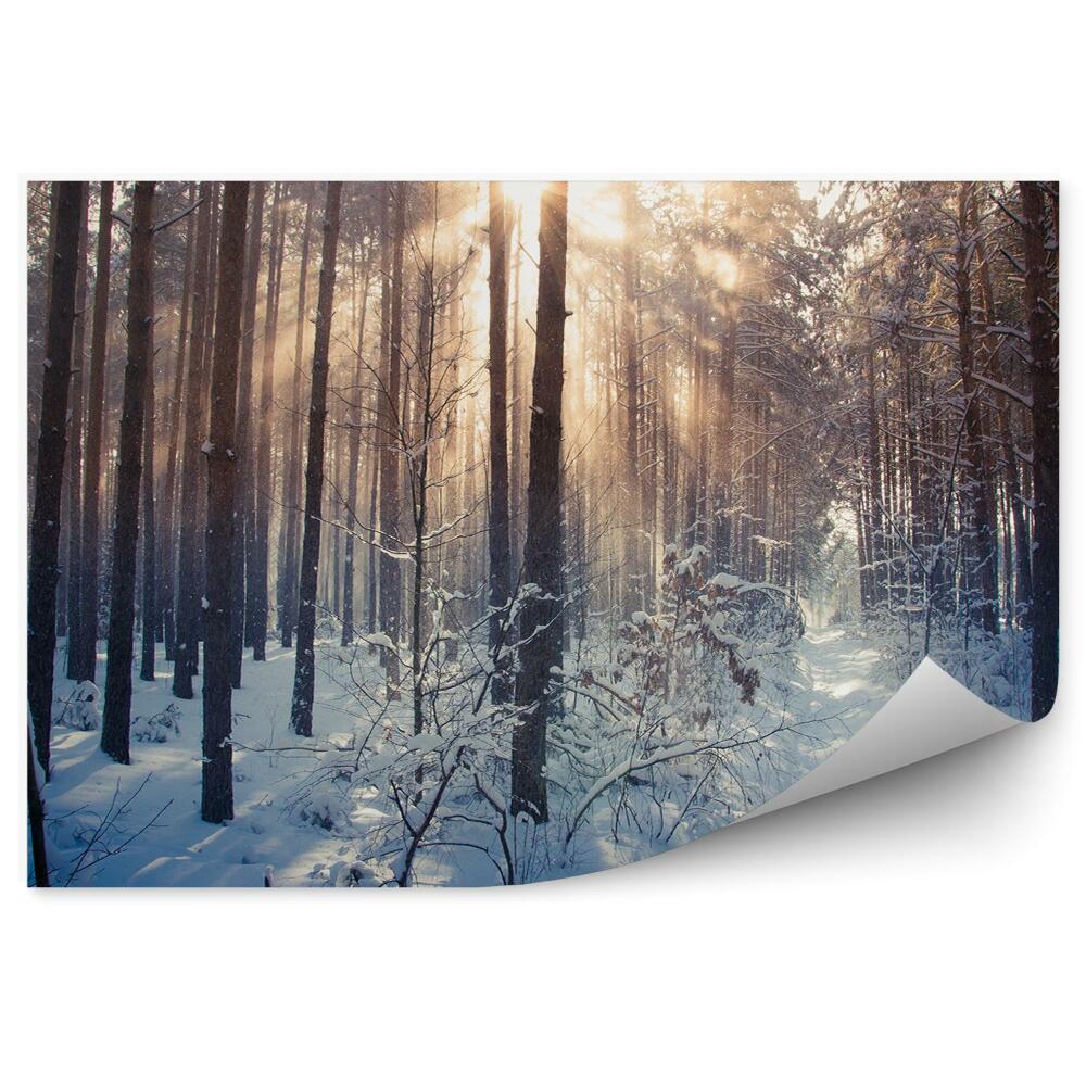 Fototapeta Zimowy las wschód słońca