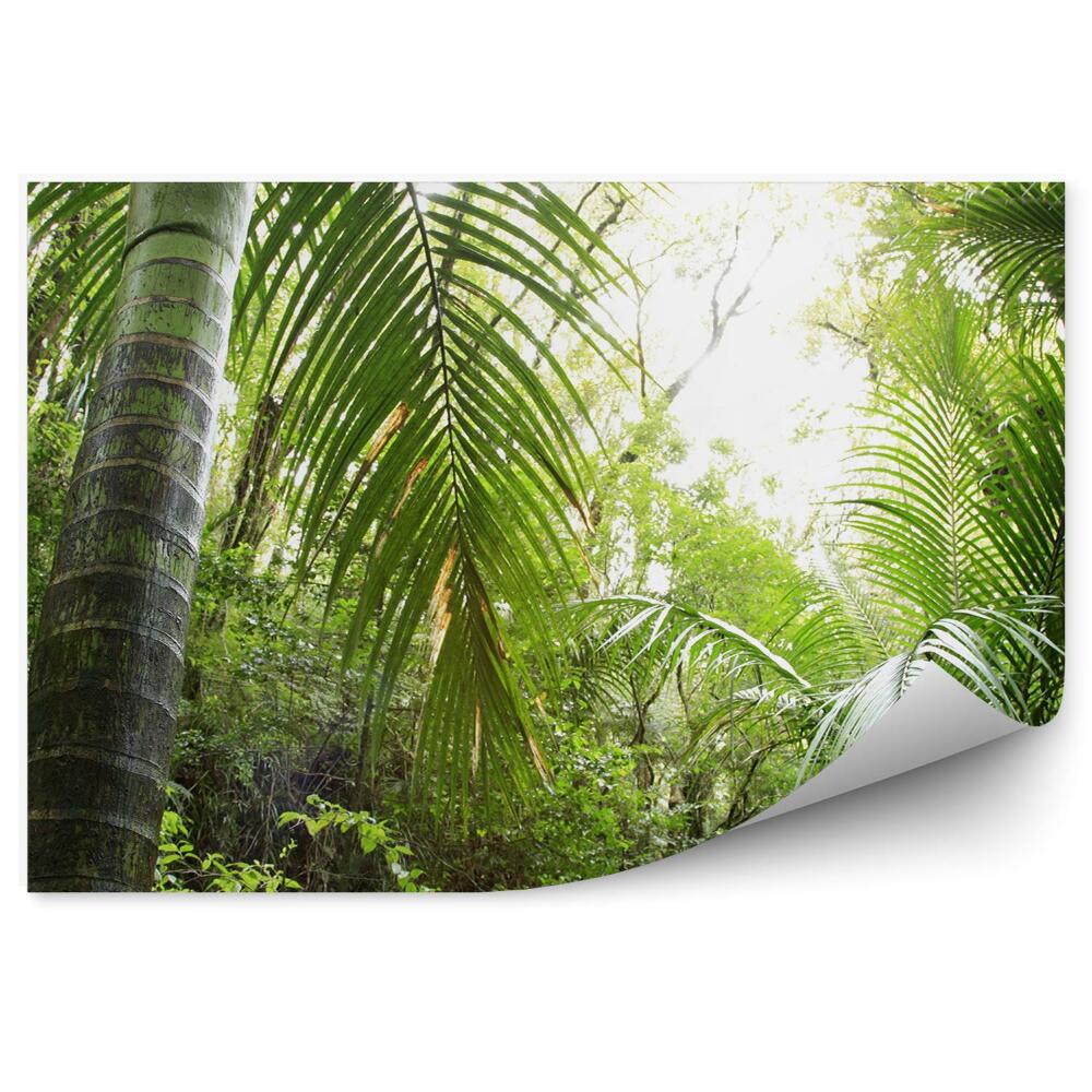 Fototapeta na ścianę Perspektywa na las tropiki światło