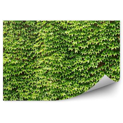 Okleina ścienna Zielony bluszcz tło