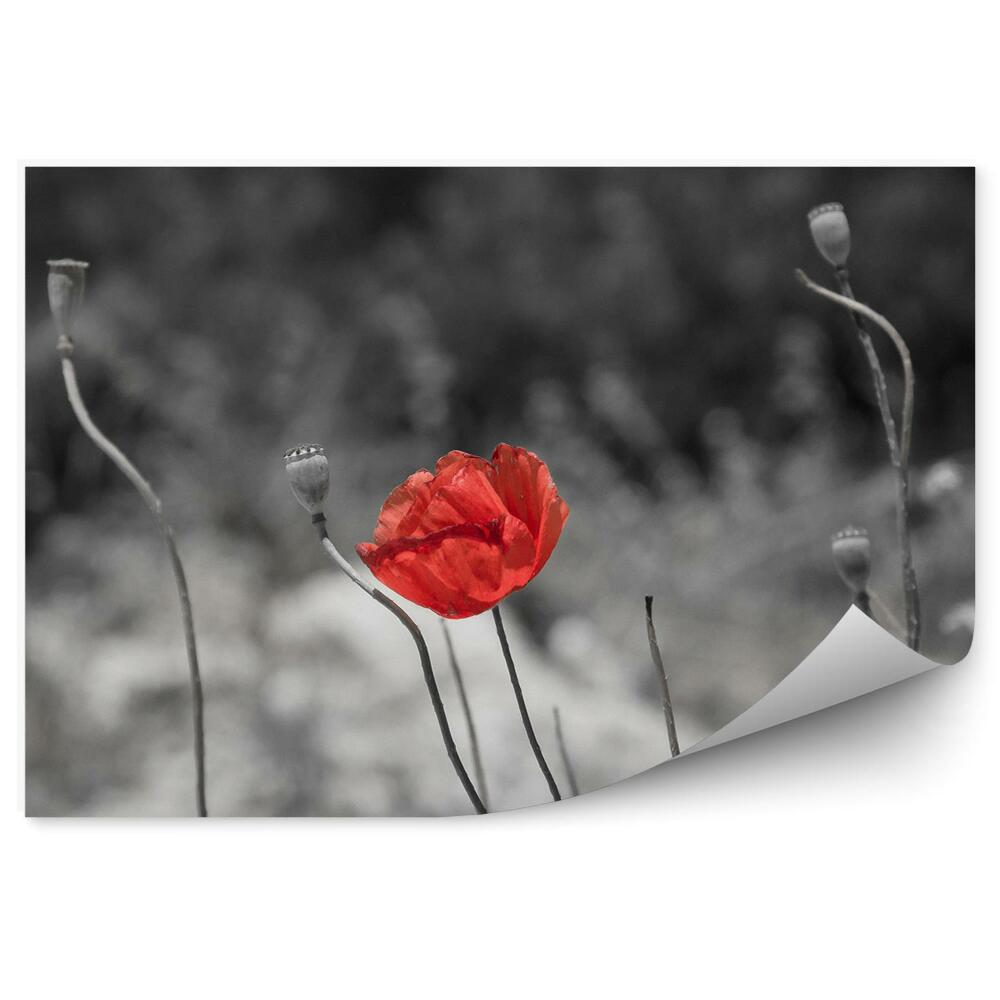 Fototapeta na ścianę Czerwony maki szare łodygi kwiatki