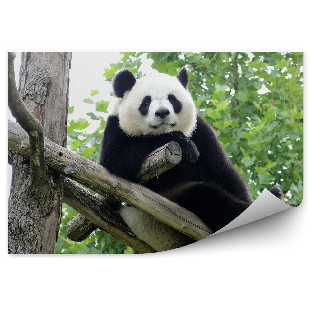 Okleina ścienna Panda olbrzymia