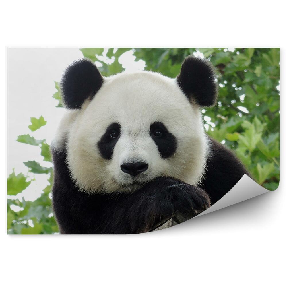 Okleina ścienna Zamyślona panda na tle drzew