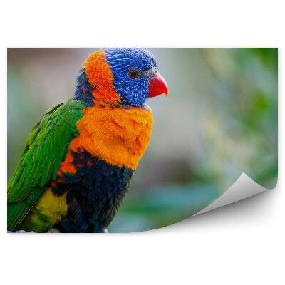 Okleina ścienna Papuga lorysa górska na gałęzi