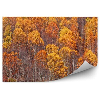 Fototapeta na ścianę Jesienny las brzozowy