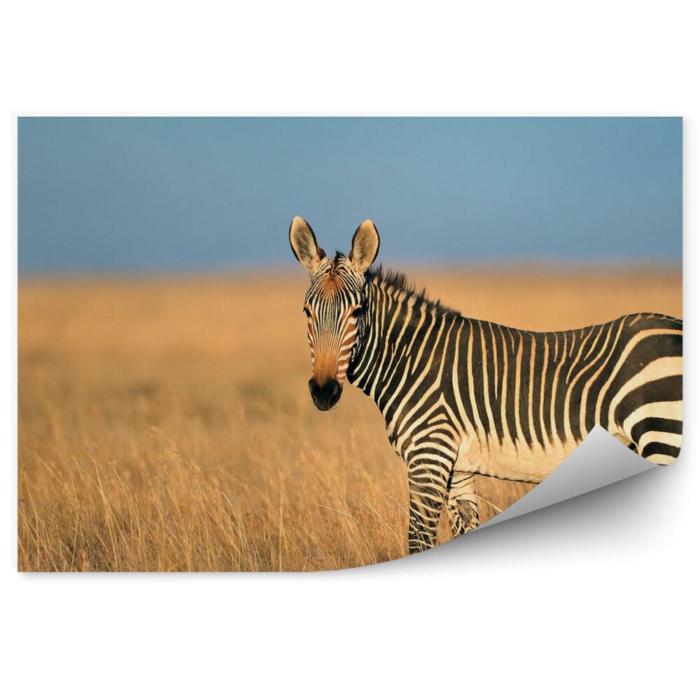 Fototapeta Zebra wśród traw