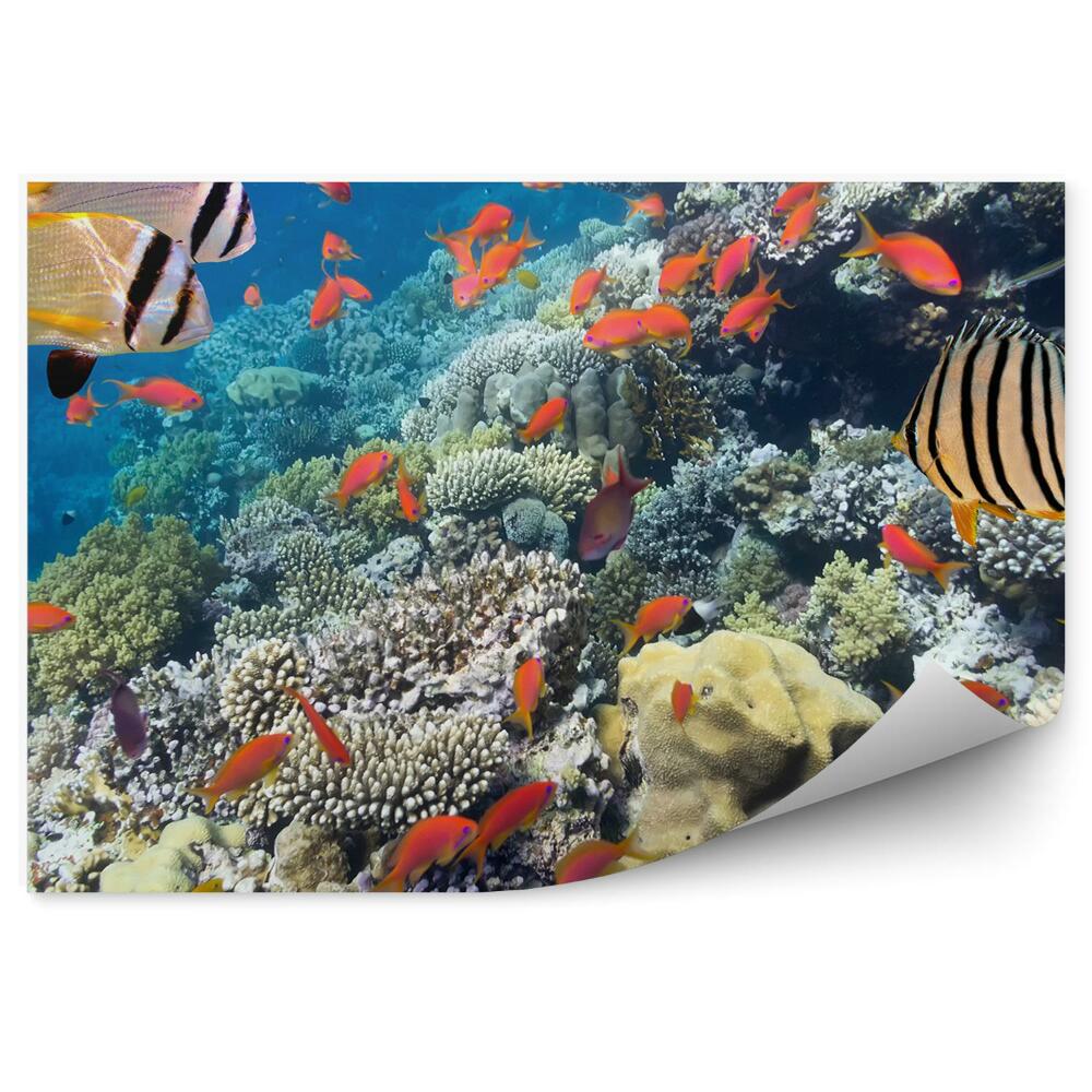 Fototapeta na ścianę Morze Koralowe rafa ryby