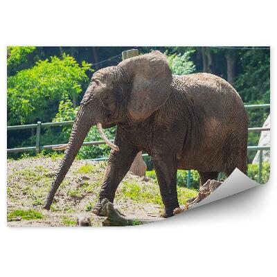 Okleina ścienna Słoń na wybiegu