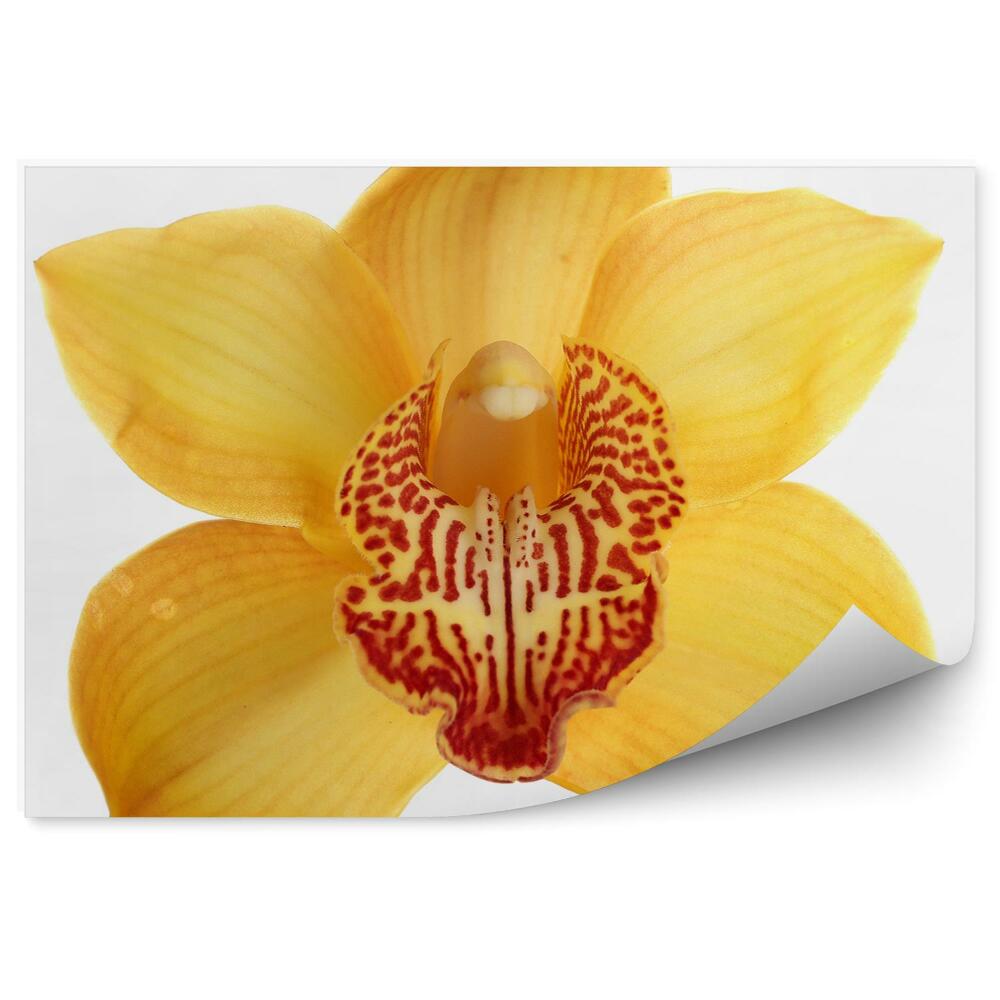 Fototapeta na ścianę Żółta orchidea