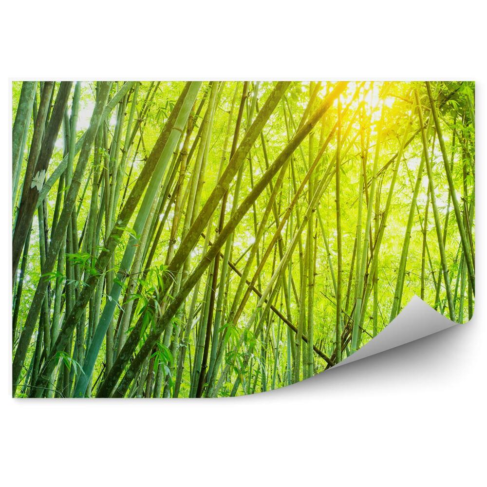 Okleina ścienna Drzewa bambusowe słońce blask światło