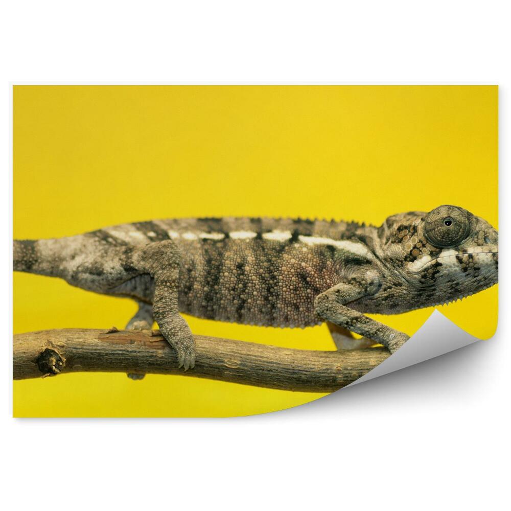 Okleina ścienna Brązowy kameleon na żółtym tle