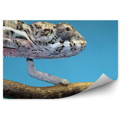 Okleina ścienna Kameleon na niebieskim tle
