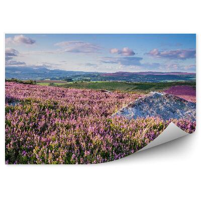 Fototapeta na ścianę Wzgórza we wrzosach