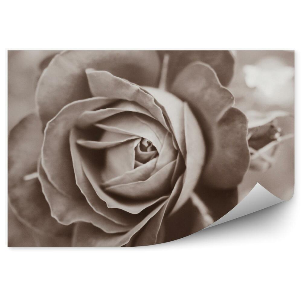 Fototapeta na ścianę Sepia róże rośliny