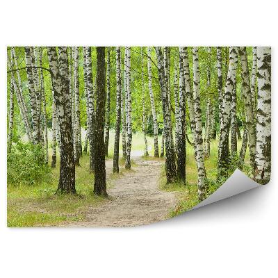 Okleina ścienna Las brzozowy trawa ścieżka