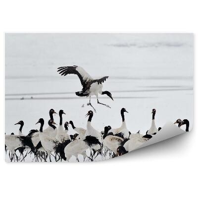 Okleina ścienna Stado żurawi na śniegu