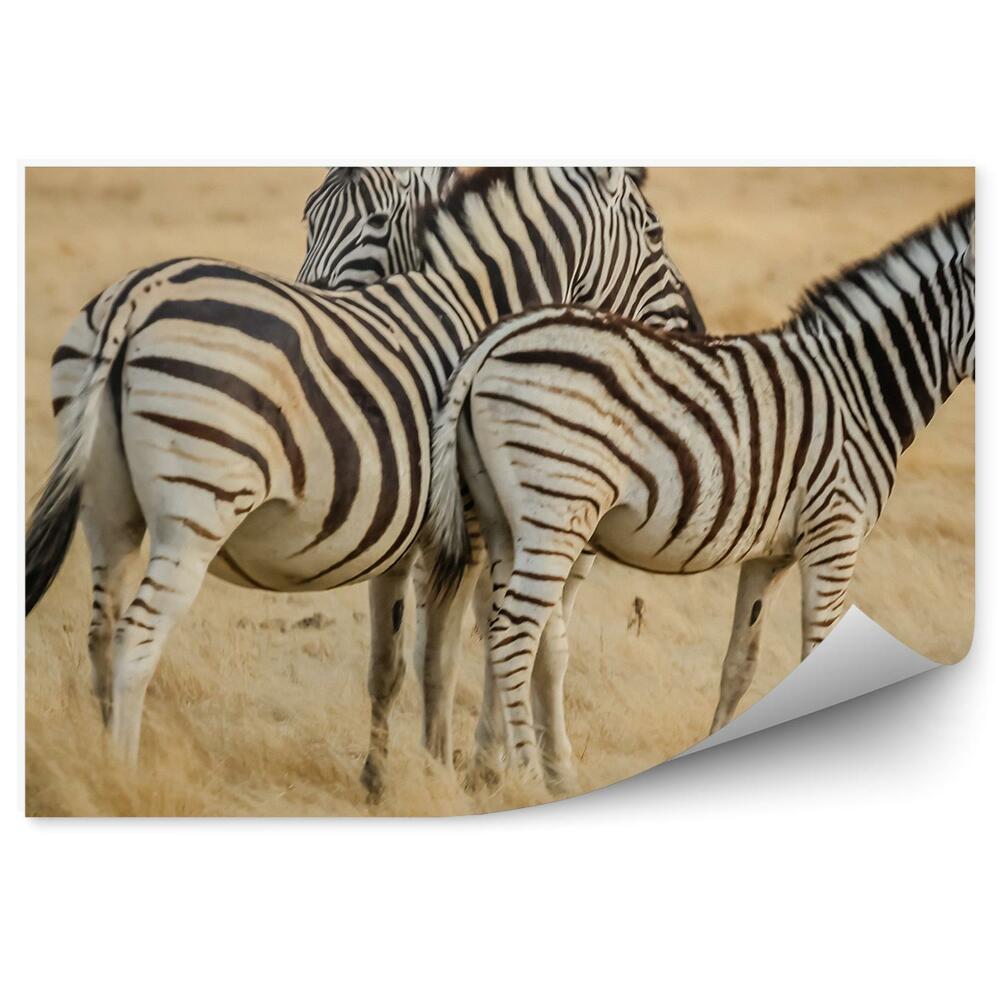 Fototapeta Zebra w afryce