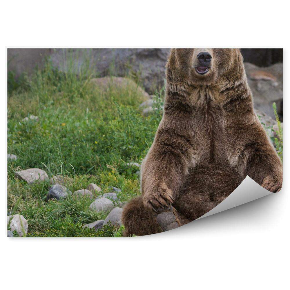 Okleina ścienna Siedzący niedźwiedź grizzly