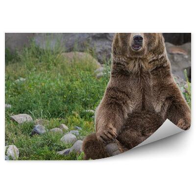Okleina ścienna Siedzący niedźwiedź grizzly