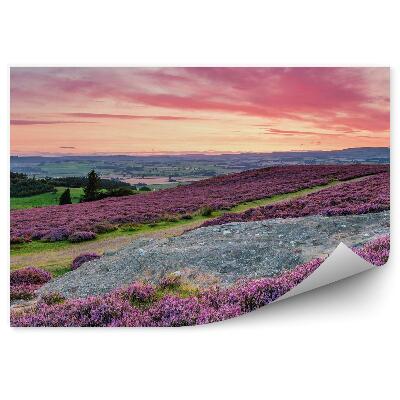 Fototapeta na ścianę Panorama wzgórza wrzosowiska