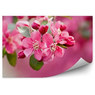 Okleina ścienna Różowy kwiat jabłoni rośliny różowe tło