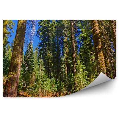 Fototapeta Las sosnowy