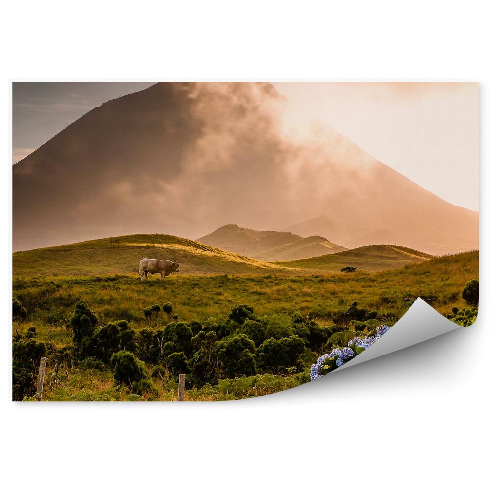 Okleina na ścianę Byk góry trawa kwiaty wulkanu pico-azorach mgła zachód słońca