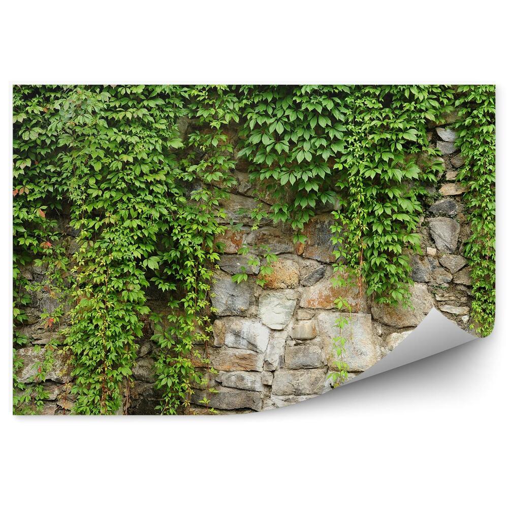 Okleina ścienna Mur ściana pnącza bluszczu