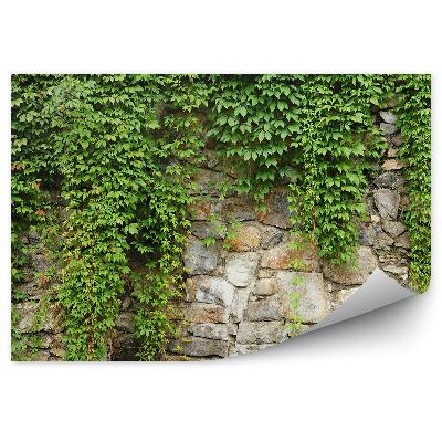 Okleina ścienna Mur ściana pnącza bluszczu