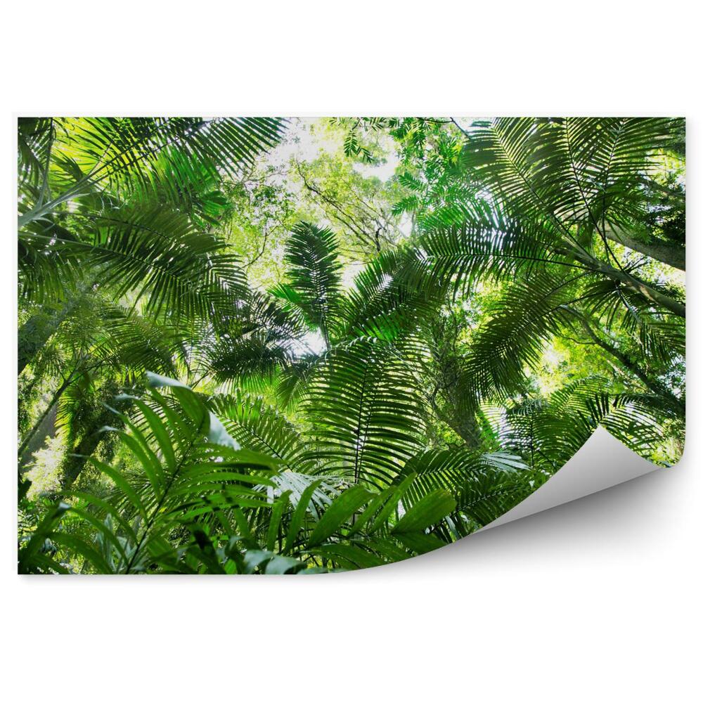 Fototapeta Dżungla liście