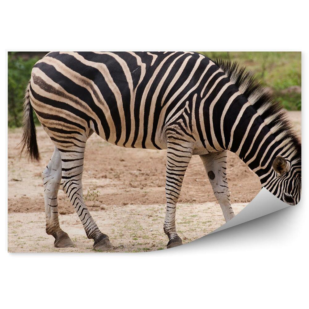 Fototapeta Zebra głowa z bliska