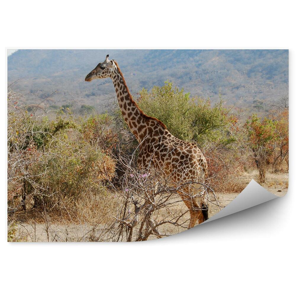 Fototapeta Tanzania żyrafa drzewa roślinność natura