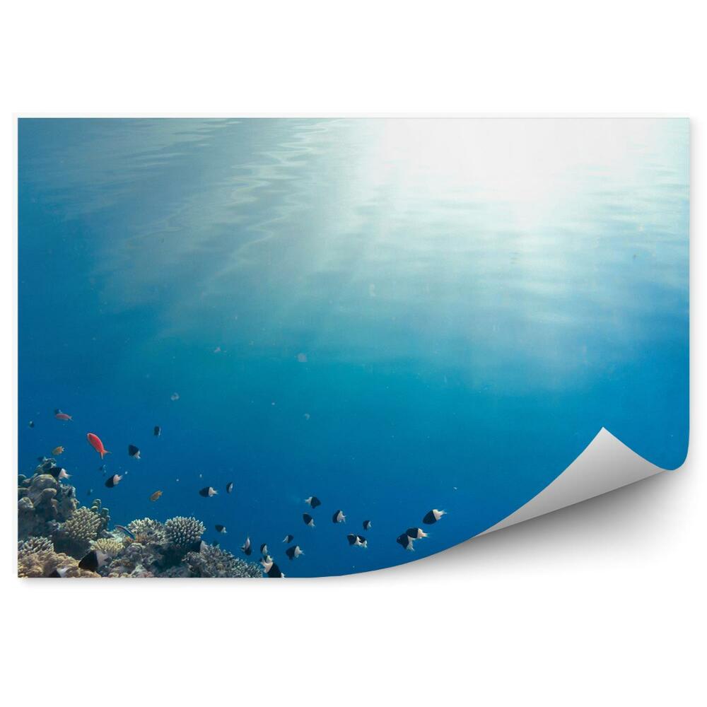 Fototapeta na ścianę Kolorowe ryby rafa błękitna woda