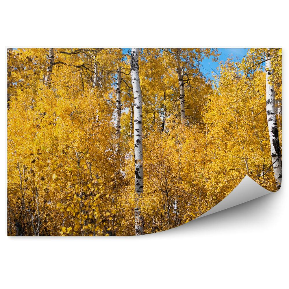 Fototapeta na ścianę Brzozy jesień w lesie