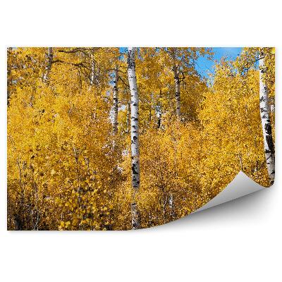 Fototapeta na ścianę Brzozy jesień w lesie