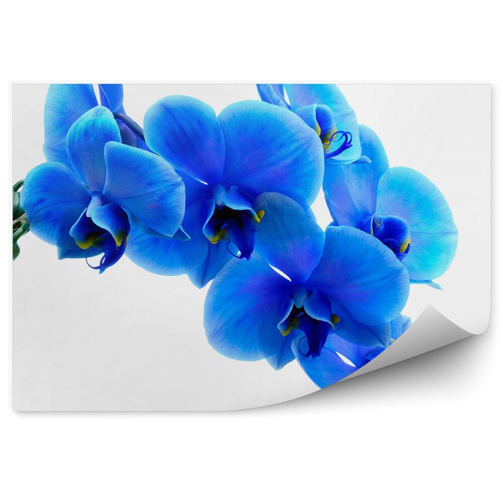Fototapeta na ścianę Niebieski kwiat orchidei