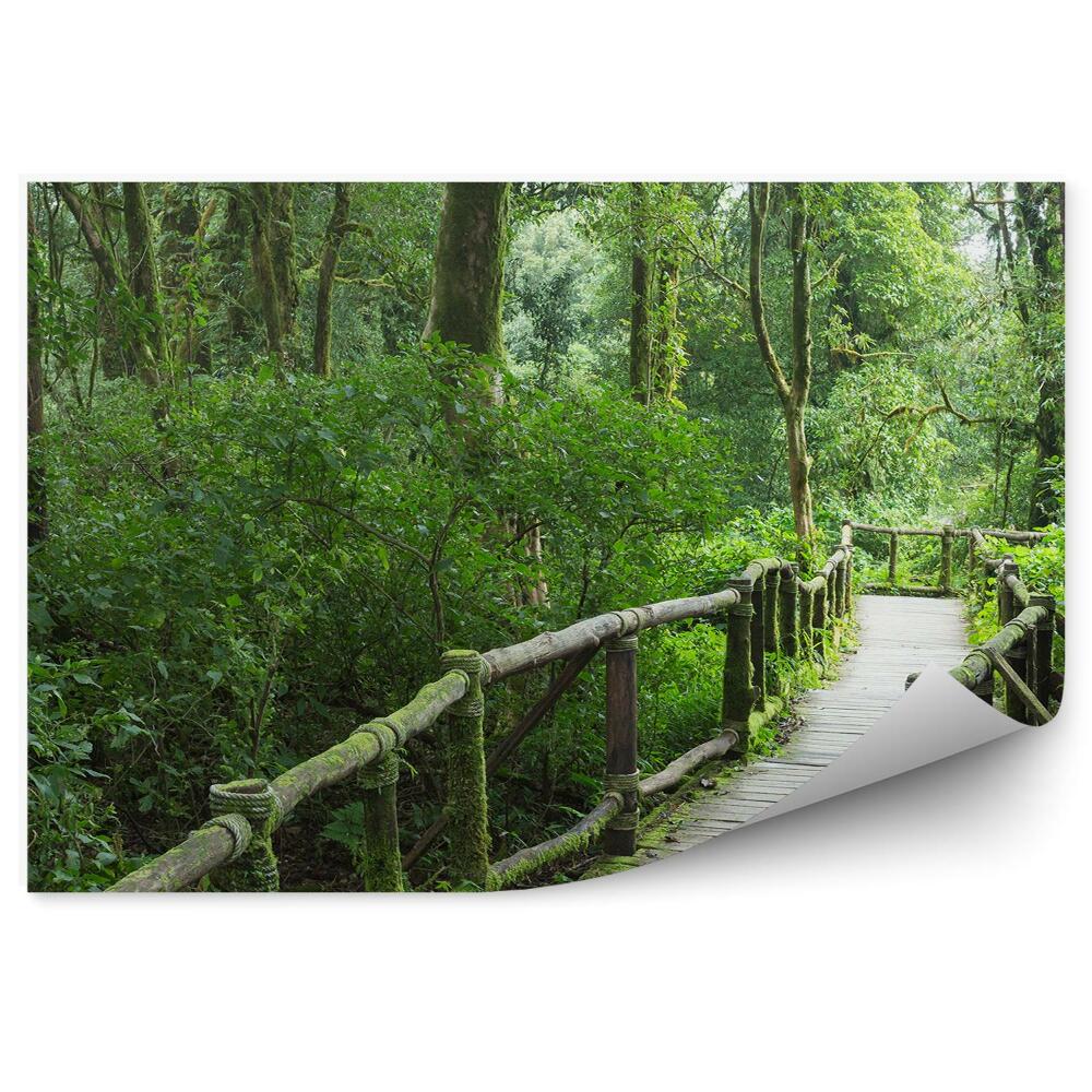 Okleina ścienna Drewniana droga most głęboki las