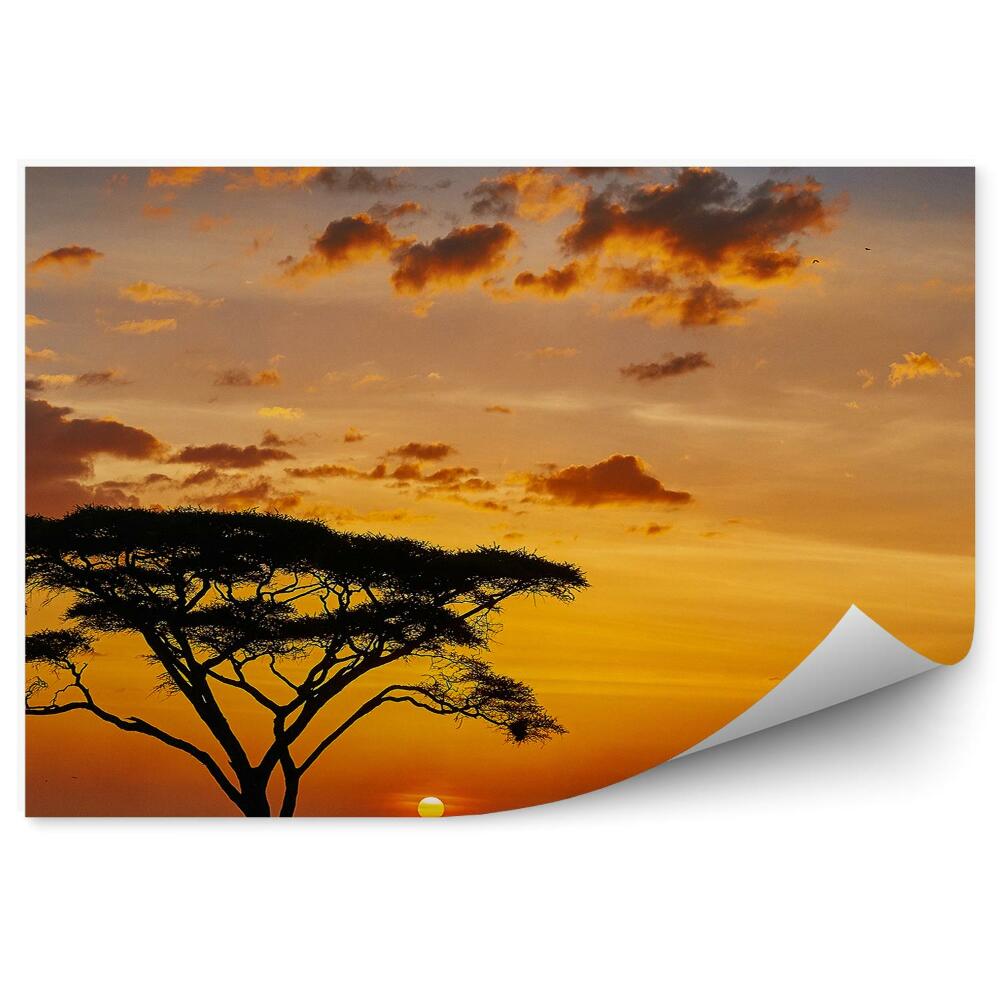 Fototapeta Zachód słońca afryka drzewo natura