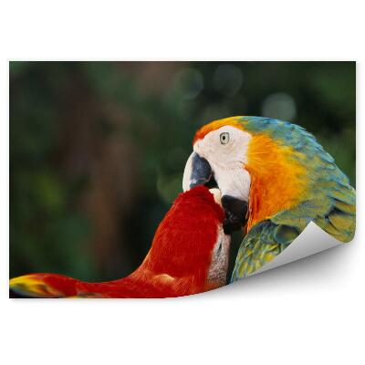 Okleina ścienna Papuzi pocałunek