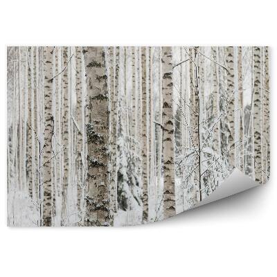 Okleina ścienna Zimowy las brzozowy